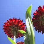 Strohblumen im Himmel