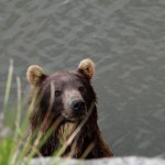 Kamtschatkabär
