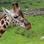 Giraffe