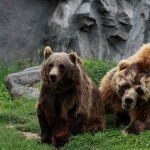 Kodiakbären