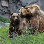 Kodiakbären