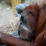 Orang Utan