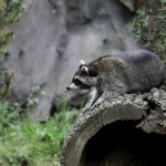 Waschbär
