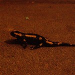 Salamander bei Nacht