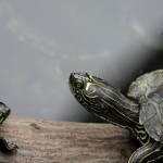 Schildkröten