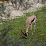 Grasender Springbock
