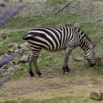 Grasendes Zebra