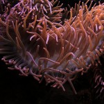 Seeanemonen