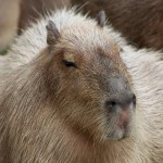 Capybara
