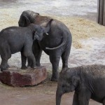 Junge Elefanten beim Spielen im Kölner Zoo