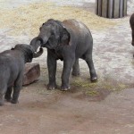 Zwei junge Elefanten im Kölner Zoo beim Kräfte messen