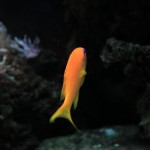 Ein oranger Fisch :-)
