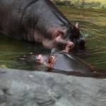 Flusspferde im Hippodom des Kölner Zoos