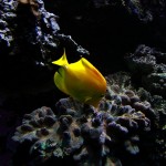 Ein gelber Fisch :-)