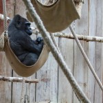 Gorilla im Kölner Zoo