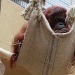 Orang-Utan im Kölner Zoo