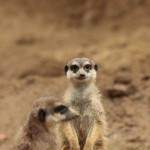 Just a little Smile (Erdmännchen)
