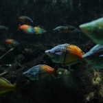 Eine Gruppe bunter Fische