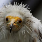 Ein Geier im Kölner Zoo