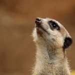 Watching the Sky (Erdmännchen)