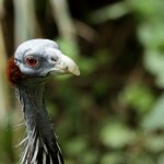 Wo ist meine Melone hin? (Ein Vogel im Kölner Zoo)