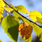 Herbst beginn