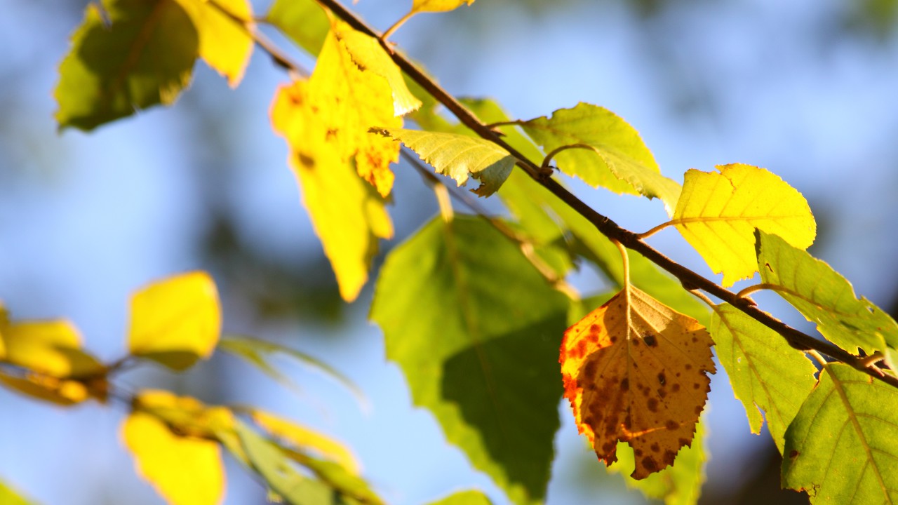 Herbst beginn