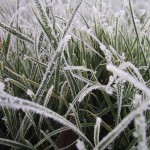 Frost