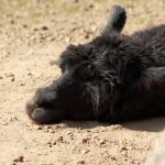Ein schwarzes Alpaka liegt mit dem Kopf auf dem Boden schlapp herum.