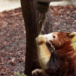 Ein Baumkänguru (Matschie)