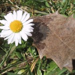 Das erste Gänseblümchen