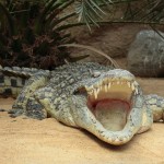 Krokodil mit offenem Maul