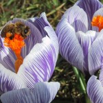 Die ersten Bienen