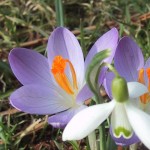 Krokusse und Schneeglöckchen