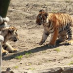 Spielende Jungtiger #1