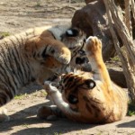 Spielende Jungtiger# 2