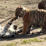 Spielende Jungtiger #3