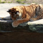 Jungtiger auf Felsen