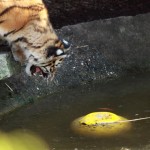 Jungtiger und Ball #1