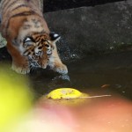 Jungtiger und Ball #2
