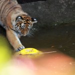 Jungtiger und Ball #3
