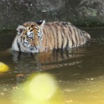 Jungtiger im Wasser
