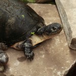 Schildkröten im Hippodom
