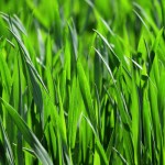 Frisches Gras
