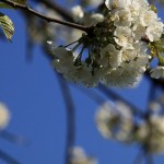 Kirschblüten