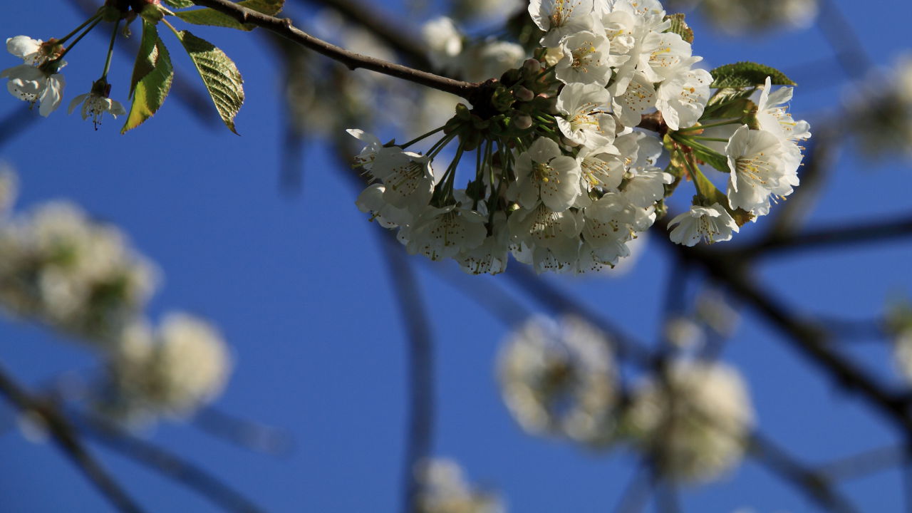 Kirschblüten Kirschblüten