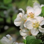 Apfelblüte 2012