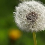 Pusteblume