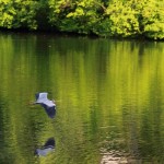 Fliegender Reiher