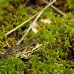 Frosch in der Sonne